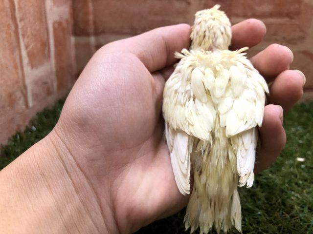 サザナミインコ