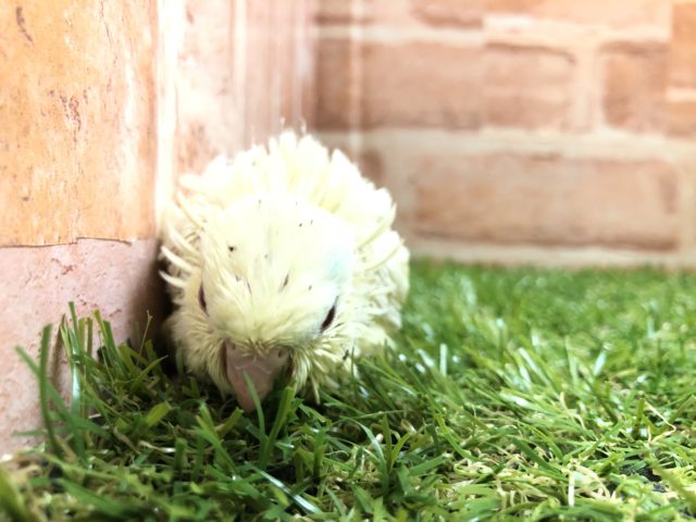 サザナミインコ