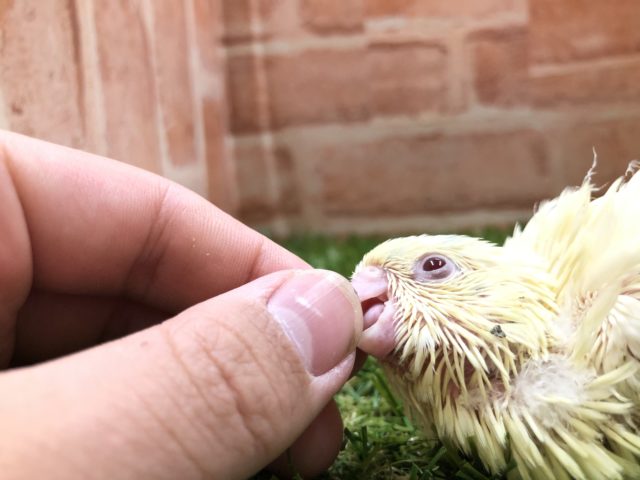サザナミインコ