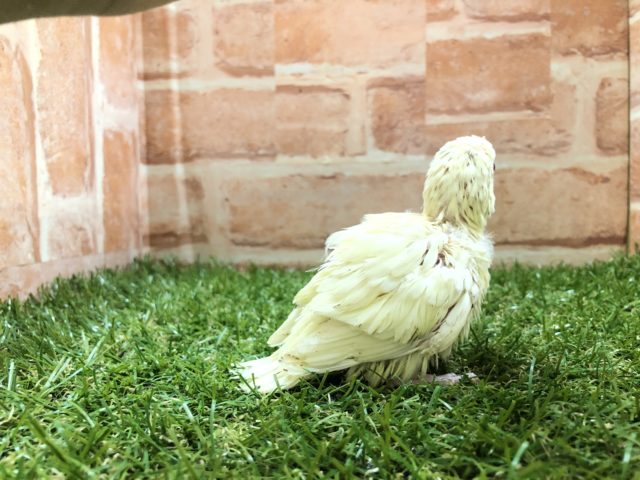サザナミインコ
