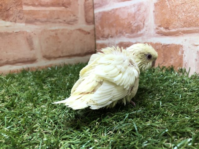 サザナミインコ