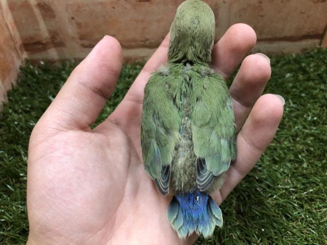 コザクラインコ（小桜インコ）