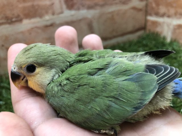 コザクラインコ（小桜インコ）