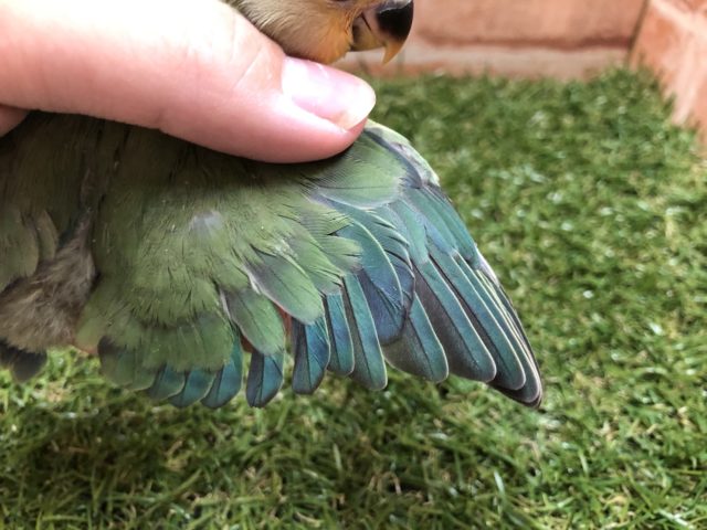 コザクラインコ（小桜インコ）