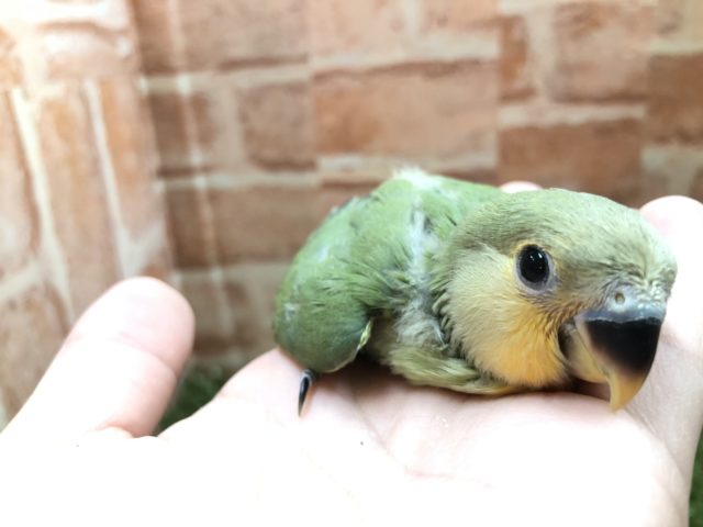 コザクラインコ（小桜インコ）