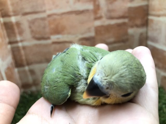 コザクラインコ（小桜インコ）