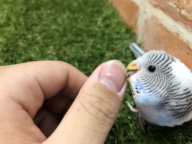 セキセイインコ