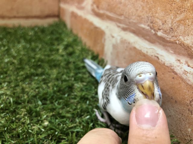 セキセイインコ