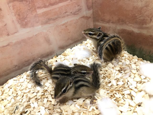 シマリス入舎しました! 説明画像です