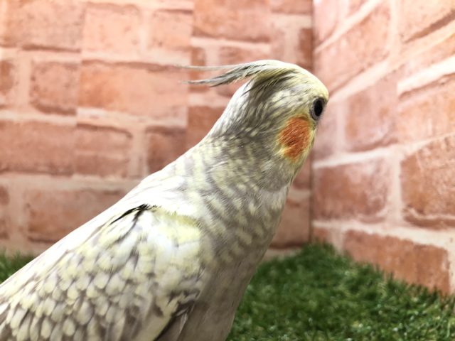オカメインコ