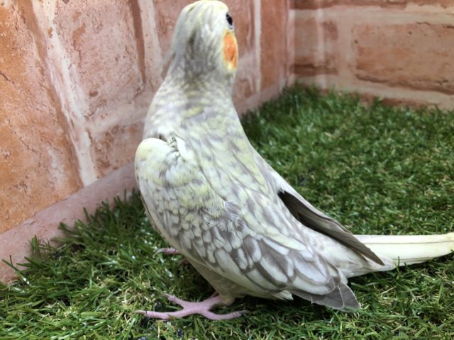 オカメインコ