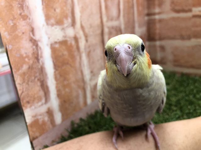オカメインコ