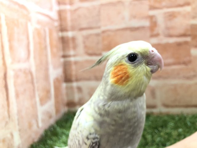 オカメインコ