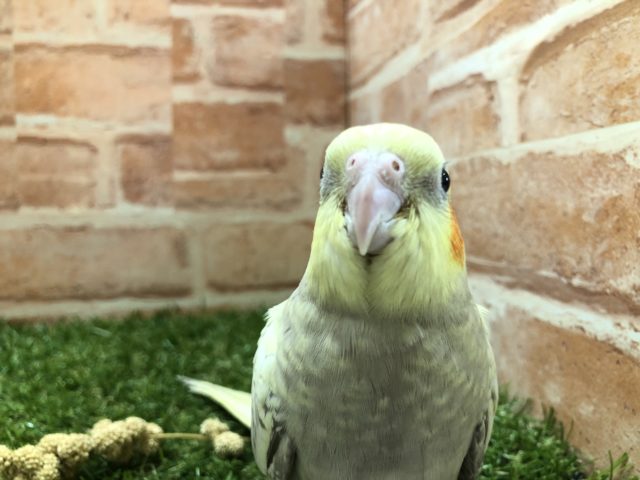 オカメインコ
