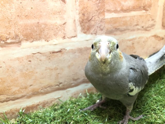 オカメインコ