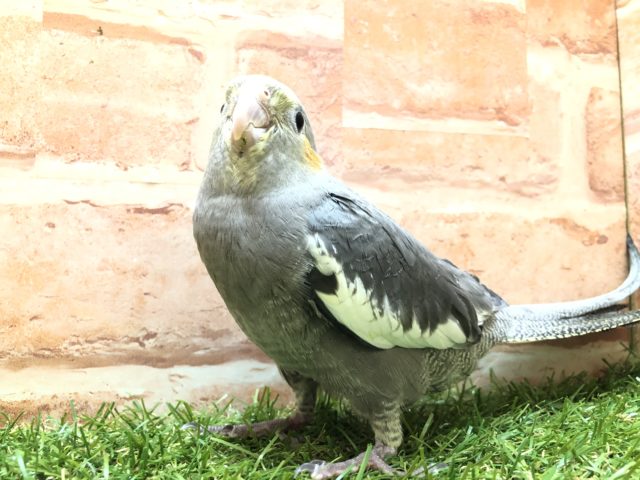 オカメインコ