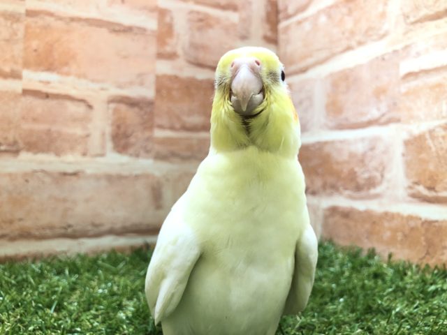 オカメインコ
