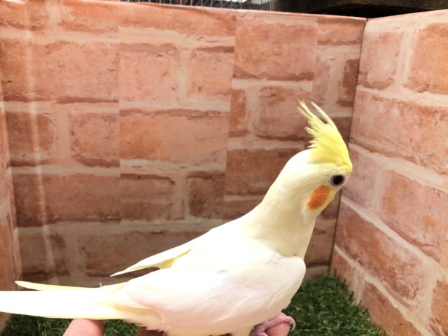 オカメインコ