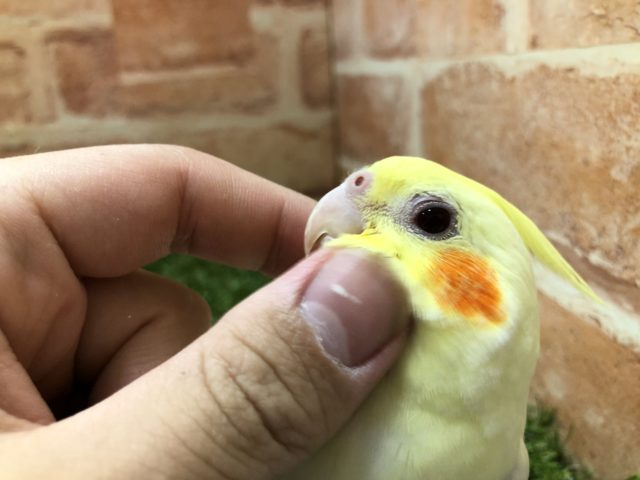 オカメインコ