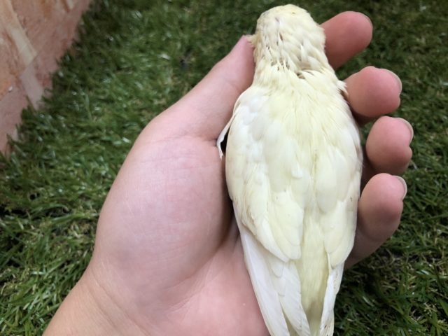 サザナミインコ