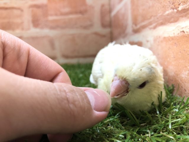 サザナミインコ