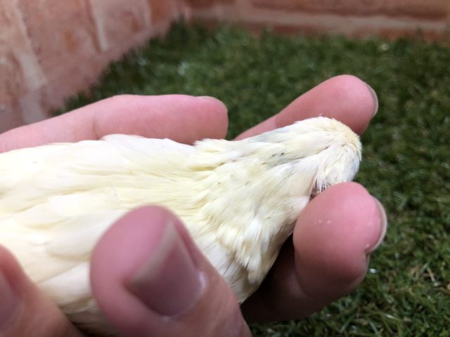 サザナミインコ