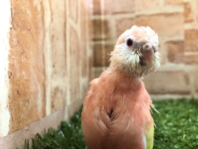 アキクサインコ（秋草インコ）