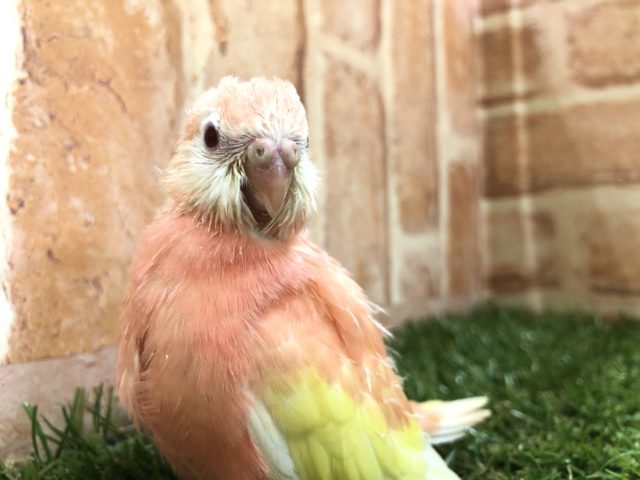 アキクサインコ（秋草インコ）