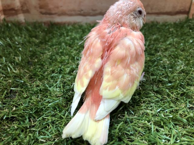 アキクサインコ（秋草インコ）