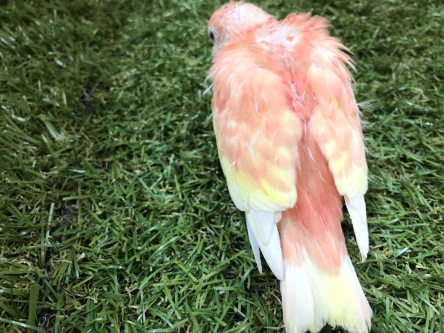 アキクサインコ（秋草インコ）