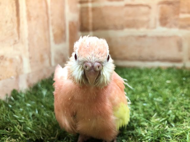 アキクサインコ（秋草インコ）