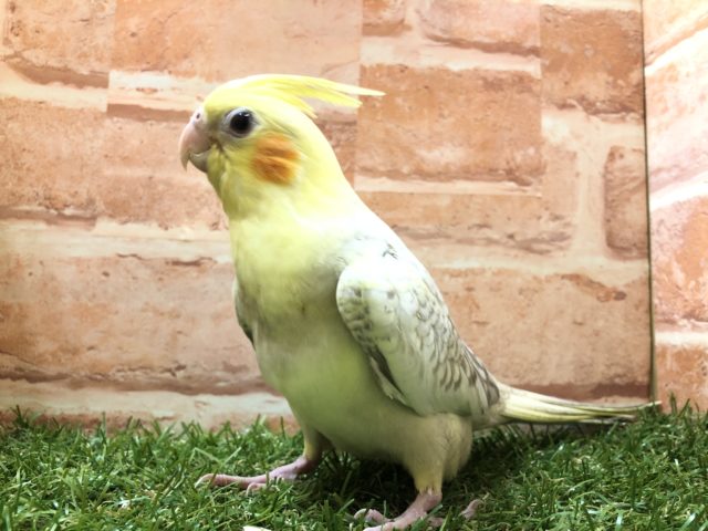 オカメインコ
