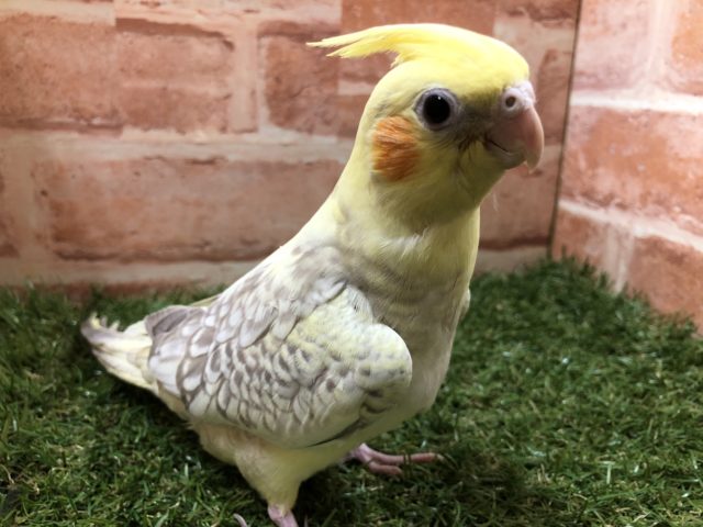 オカメインコ
