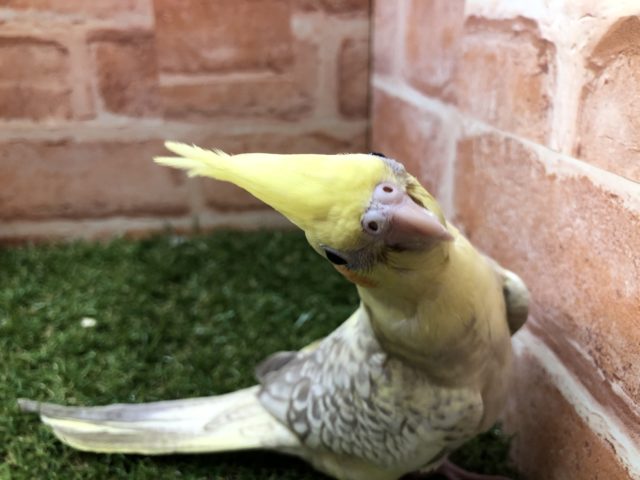 オカメインコ