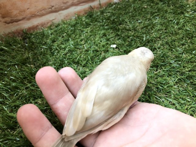 シナモン文鳥