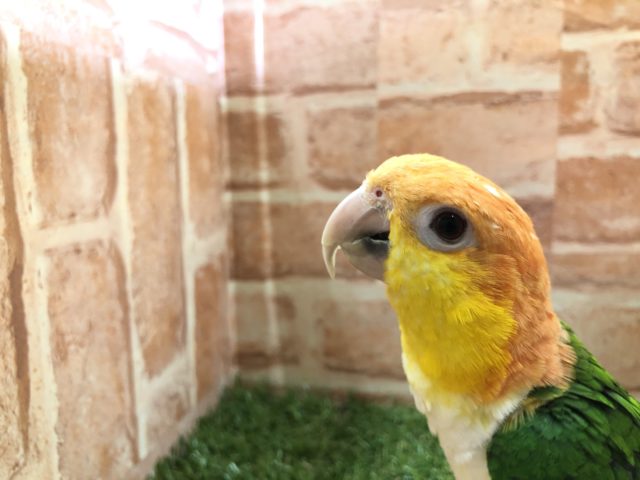 シロハラインコ