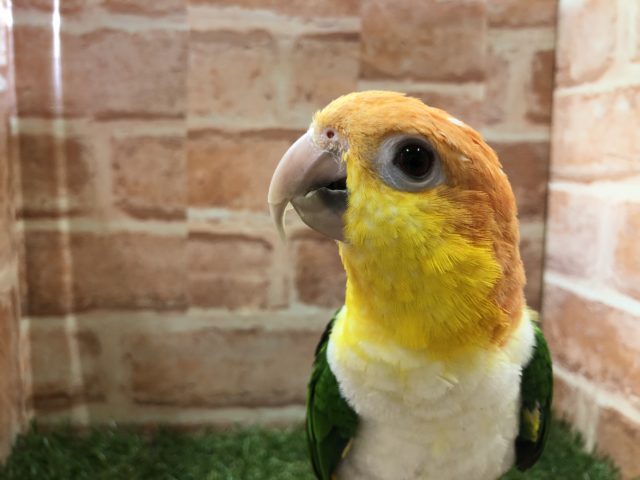シロハラインコ
