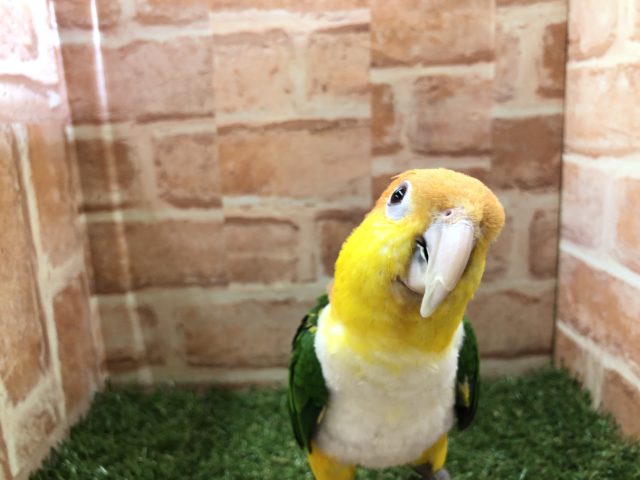 シロハラインコ