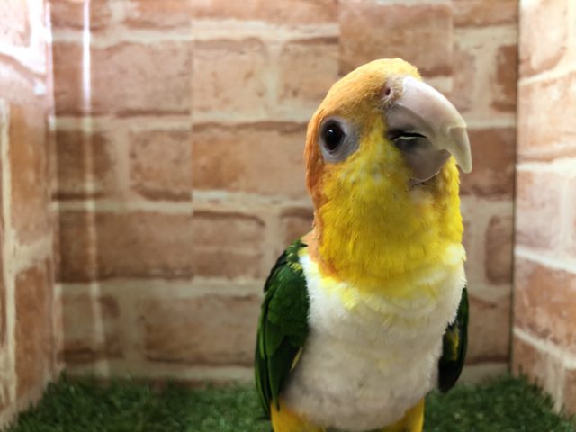 シロハラインコ