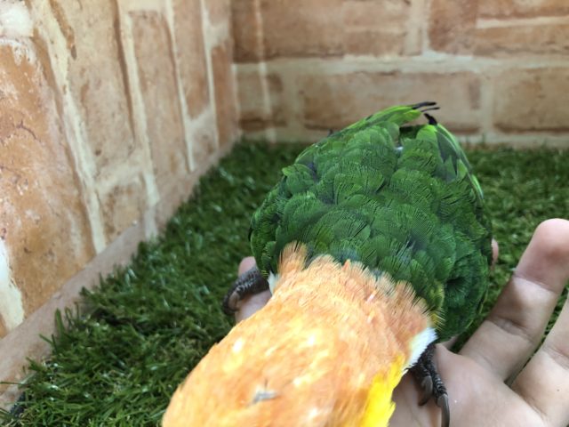 シロハラインコ