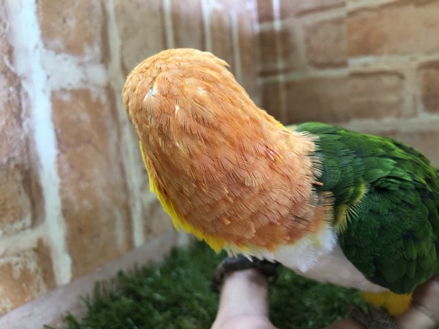 シロハラインコ
