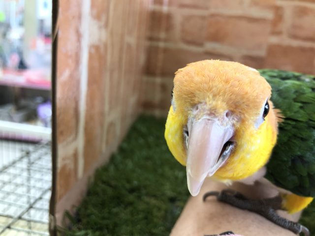 シロハラインコ