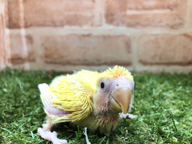 コザクラインコ（小桜インコ）