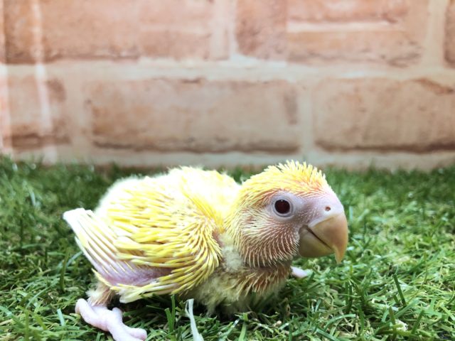 コザクラインコ（小桜インコ）