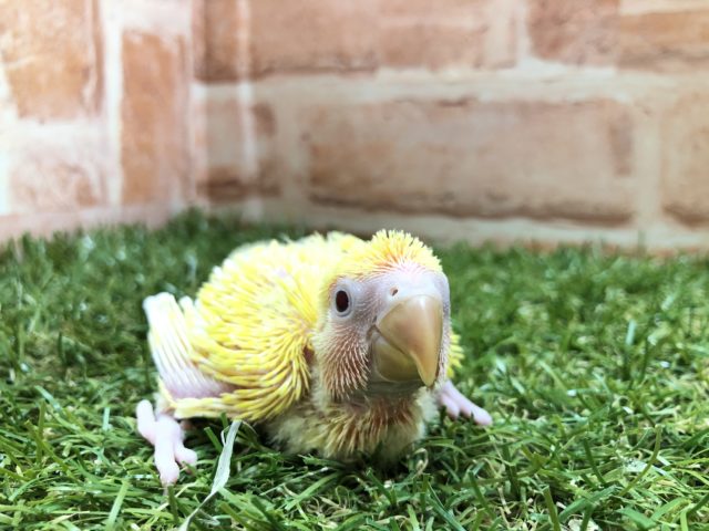 コザクラインコ（小桜インコ）