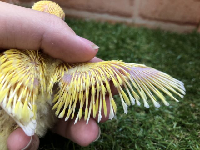 コザクラインコ（小桜インコ）