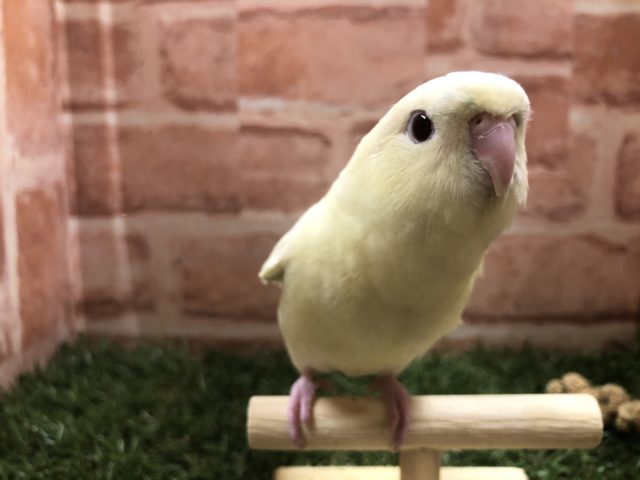 サザナミインコ