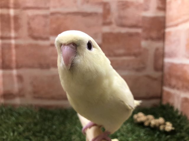 サザナミインコ