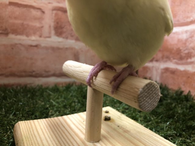 サザナミインコ