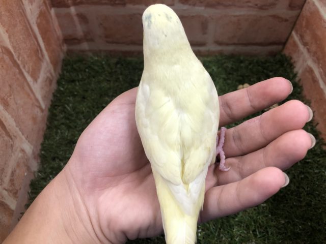 サザナミインコ